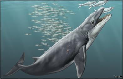 Ancient Whale Evolution Literacy