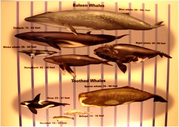 WhalesAtSmithsonianMuseum