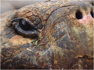 Galapagos Tortoise Photo G Paz-y-Mino-C