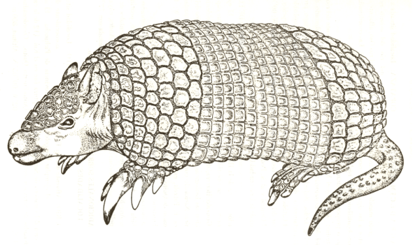 Cabassous centralis 1985 - sketch by G Paz-y-Mino-C
