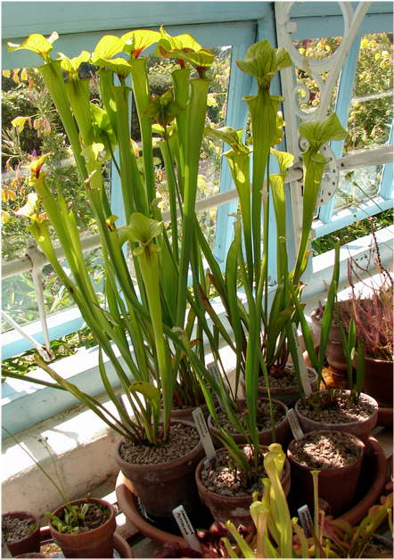 Pitcher carnivorous plants Down House
