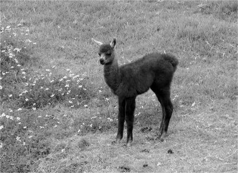 A - Baby Llama - Photo G-Paz-y-Mino-C 2015