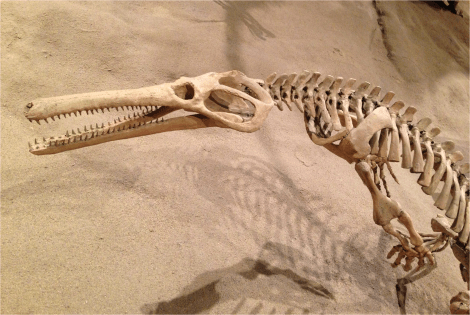 A - Champsosaurus natator - Photo G-Paz-y-Mino-C 2014