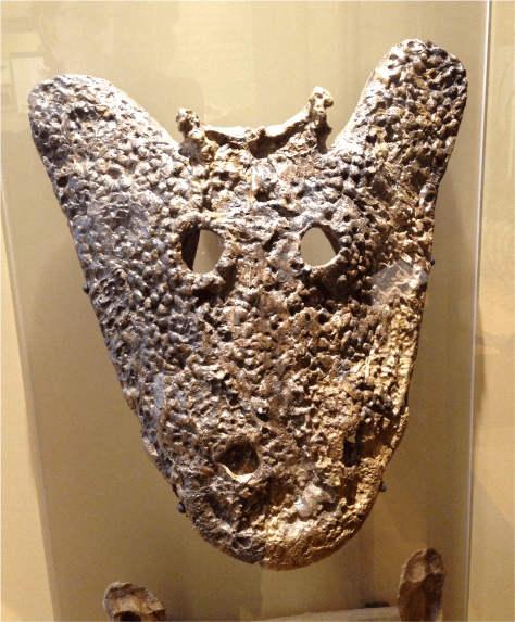 A Eryops megacephalus - Photo G-Paz-y-Mino-C Beneski Museum 2015