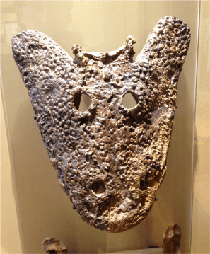 A Eryops megacephalus - Photo G-Paz-y-Mino-C Beneski Museum 2015