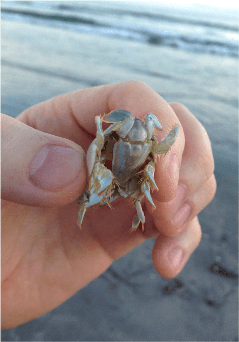 A Sand Crab - Photo G-Paz-y-Mino-C 2015