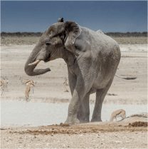 African Savannah Elephant Photo Yathin Krishnappa