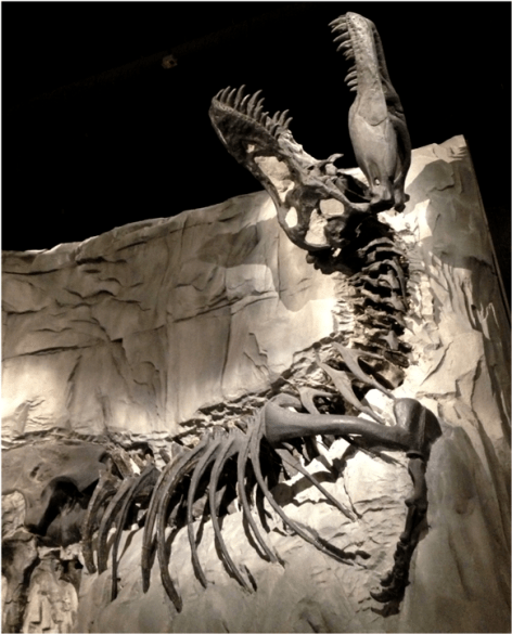 Albertosaurus Black Lizard Tyrrell Museum Alberta Canada