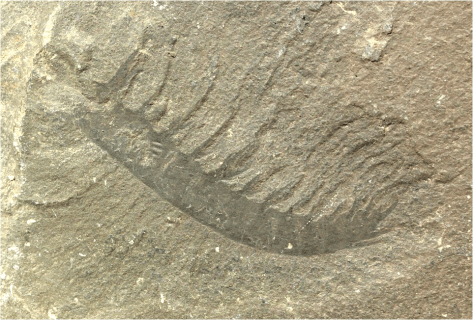 Anomalocaris Yoho Nat Park 2013