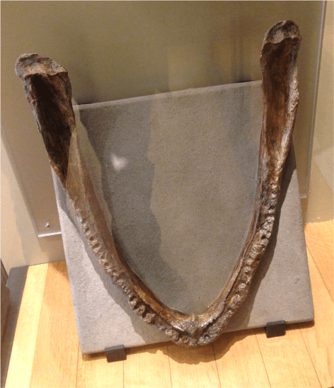 B Eryops megacephalus - Photo G-Paz-y-Mino-C Beneski Museum 2015