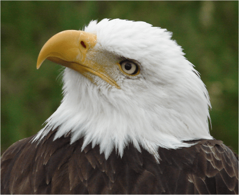 Bald Eagle at Condor Rehabilitation Bird Center Ecuador