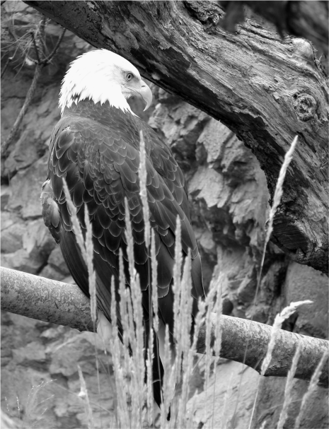 Bald Eagle B&W - Photo G-Paz-y-Mino-C 2007