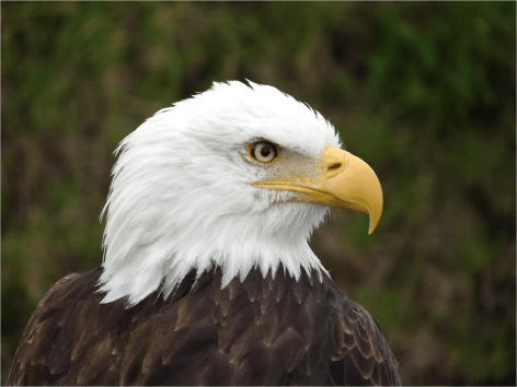 Bald Eagle lateral view Condor Rehabilitation Center Ecuador - Photo G-Paz-y-Mino-C 2013