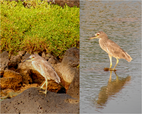 Black-Crowned Night Herons Big Island 2012