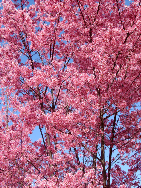 Blooming tree Boston 2012