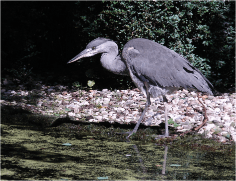 Blue Heron Amsterdam Zoo