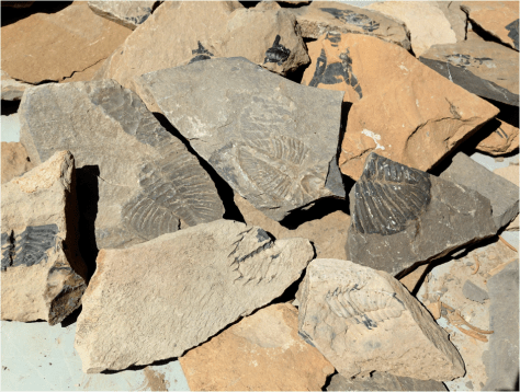 Burgess Shale Fossils by the thousands 2013