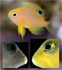 Colour-morphing reef fish Curr Biol 2015