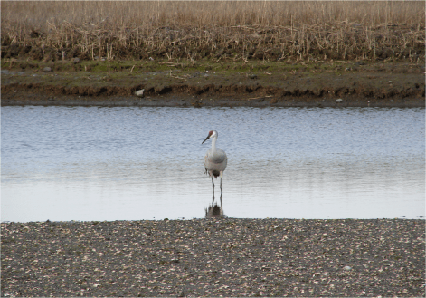 Common Crane Audubon Wildlife Reserve RI Photo G-Paz-y-Mino-C 2016