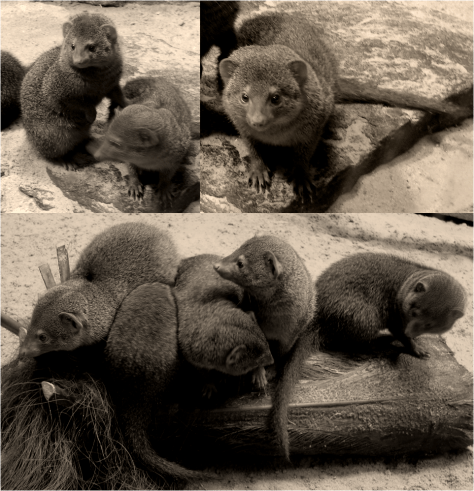 Cute Fast Carnivores Berlin Zoo 2011