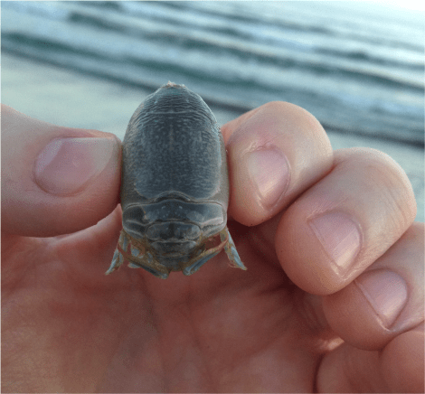 D Sand Crab - Photo G-Paz-y-Mino-C 2015