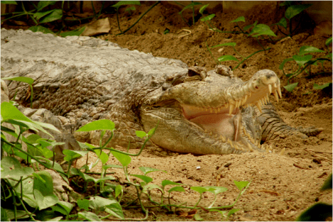 False Gavial Amsterdam Zoo