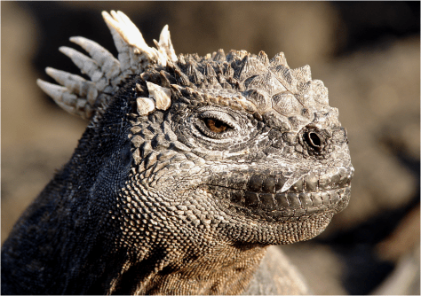 Galapagos marine iguana head G-Paz-y-Mino-C photo