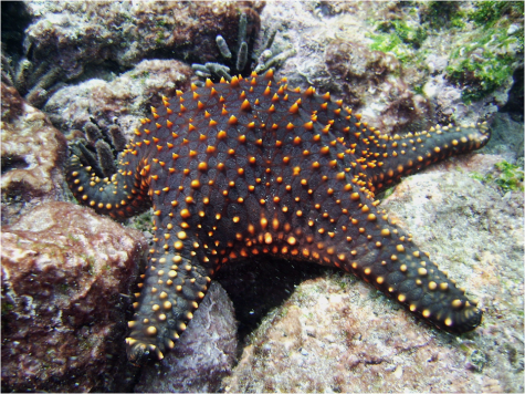 Galapagos seastar Pentaceraster G-Paz-y-Mino-C photo