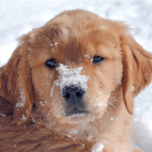 Golden Retriver PLoS Genetics 2015
