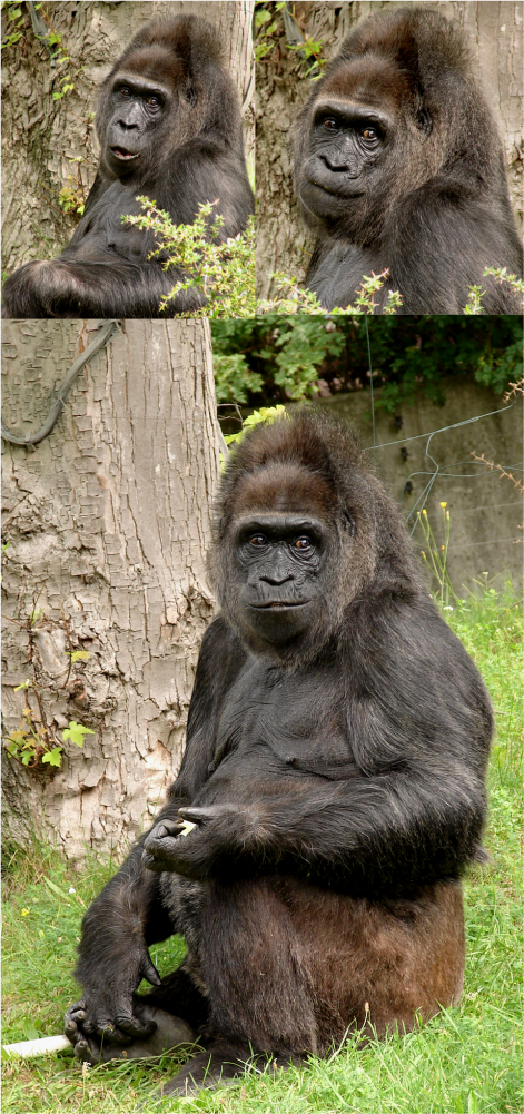 Gorilla Berlin Zoo 2011