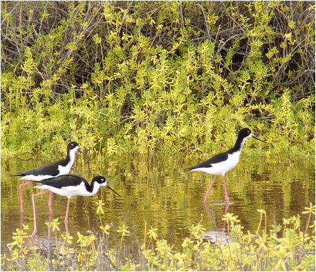 Hawaiian Stilts three