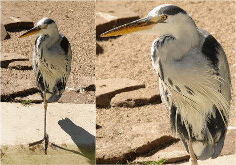 Heron Standing in One Leg Amsterdam Zoo