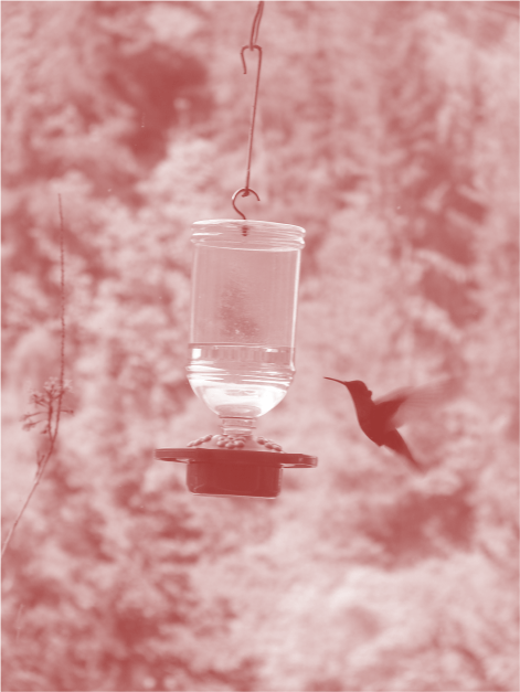 Hummingbird Quito - Photo G-Paz-y-Mino-C 2015