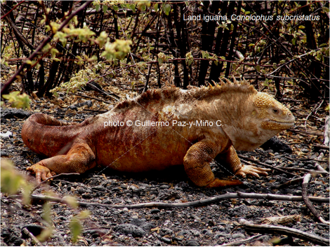 Land Iguana Galapagos G Paz-y-Mino-C