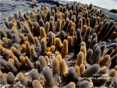 Lava Cactus Galapagos G Paz-y-Mino-C