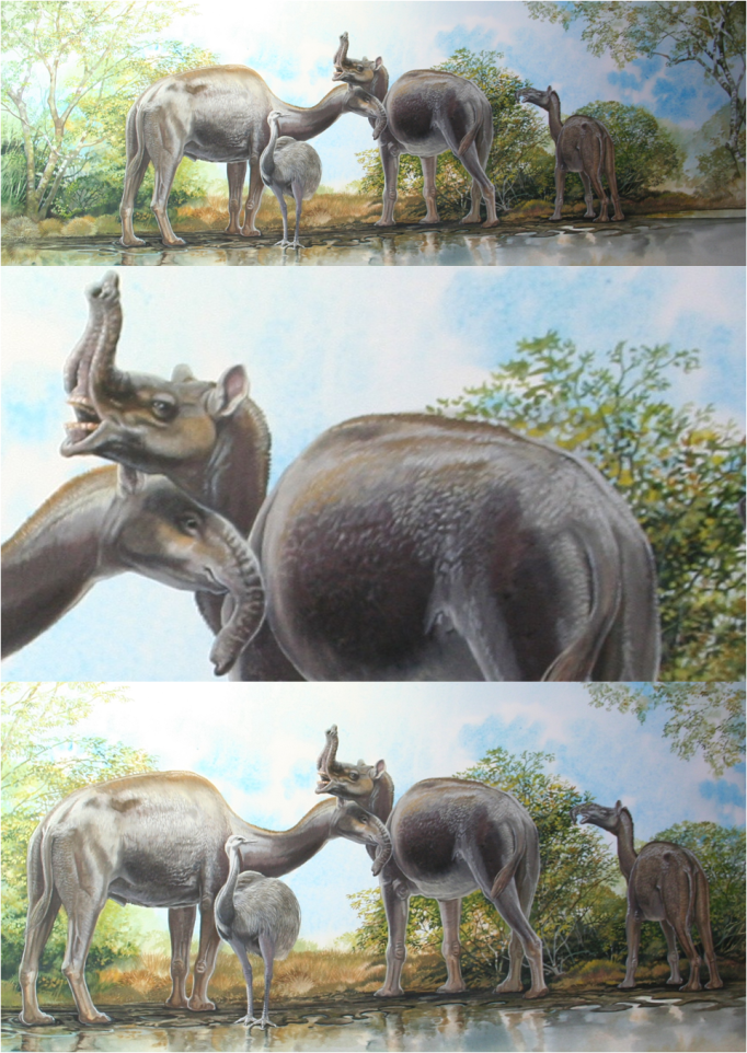 Macrauchenia Illustration