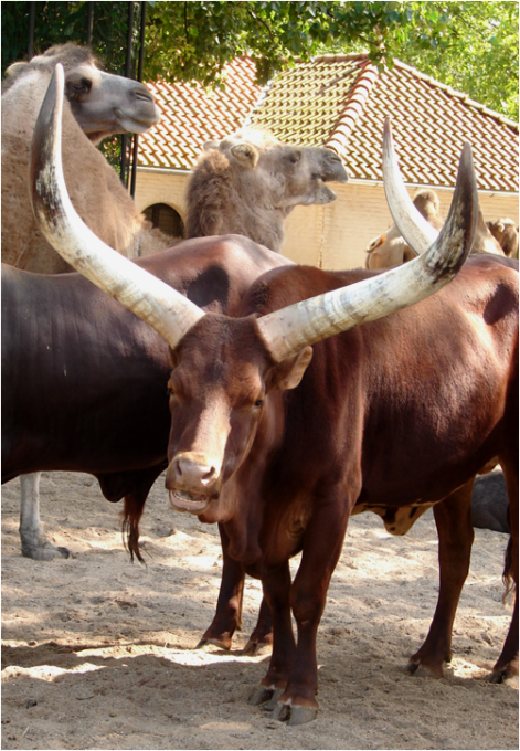 Majestic Animals Amsterdam Zoo