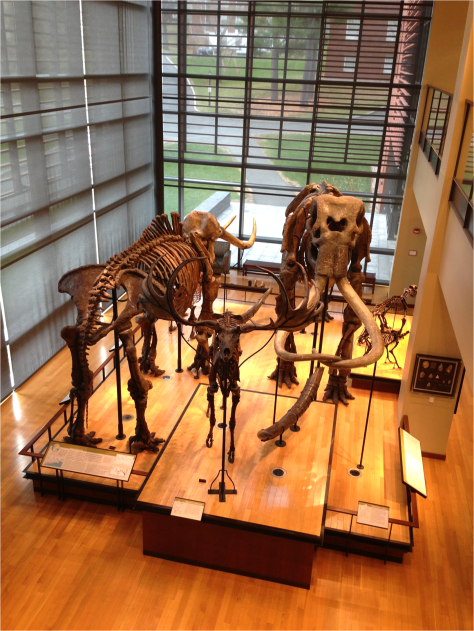 Mastodon Elk Mammoth - Photo G-Paz-y-Mino-C Beneski Museum 2015