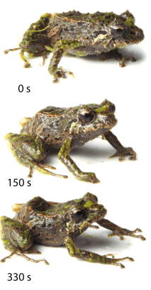 Mutable Rainfrog Ecuador Zoo J Linnean Society