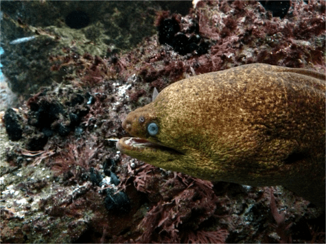 P Moray Eel - Chicago Aquarium - Photo G-Paz-y-Mino-C 2015