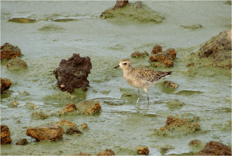 Pacific Golden-Prover Big Island 2012