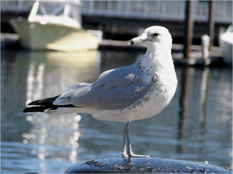 Ring-Billed Gull Boston 2010