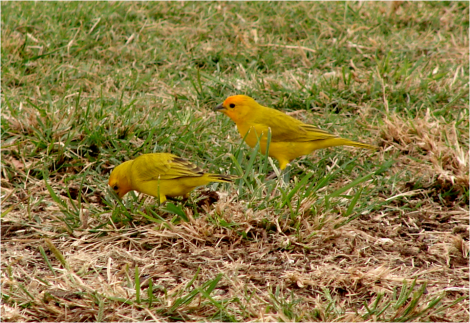 Saffron Finches Big Island 2012