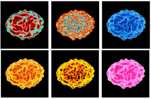Smallpox Virus Images Evolution Literacy