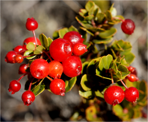 Vaccinium reticulatum Hilo 2012