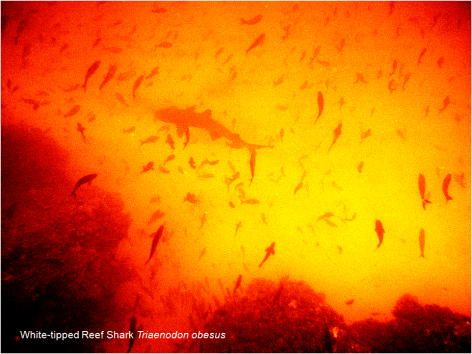 White-tipped Reef Shark Galapagos G Paz-y-Mino-C