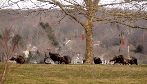 Wild Turkeys Tiverton RI Photo G-Paz-y-Mino-C 2016
