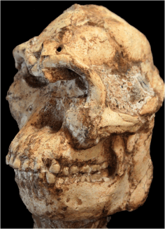 Little Foot Skull 2.67 Million Years Old