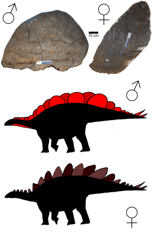Male and Female Stegosaurus PLoS ONE