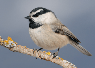 Mountain Chickadee Image by Tringa Photography